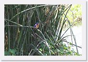 07IntoNgorongoro - 082 * Malachite Kingfisher.